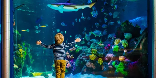 Sea Life Panorama Min