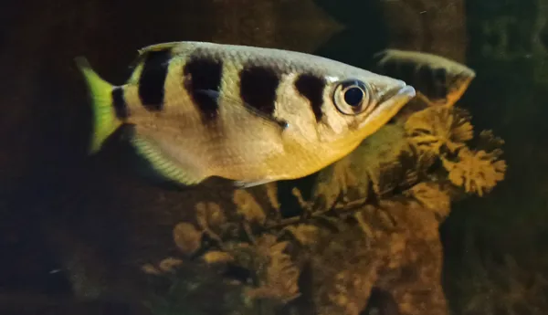 Schützenfische München 2022