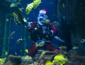 Nikolaus SL