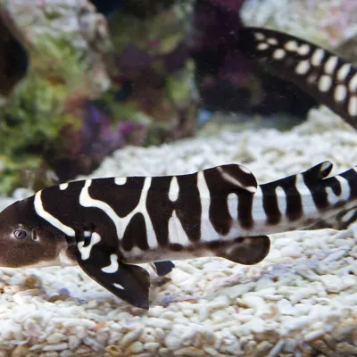 Zebrahai (2)