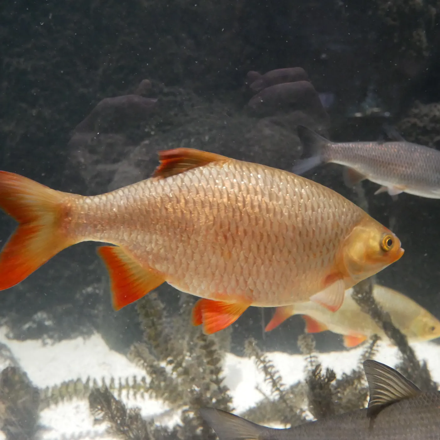 Rotfeder | SEA LIFE München
