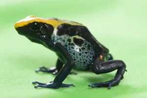 Pfeilgiftfrosch Neu