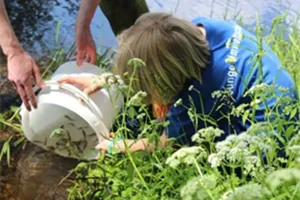 Das SEA LIFE Berlin züchtet Elritzen und wildert diese aus