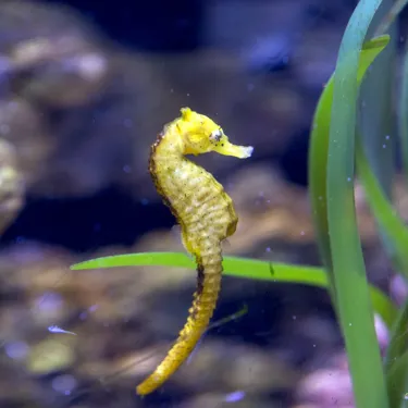 Australisches Dickbauch-Seepferdchen