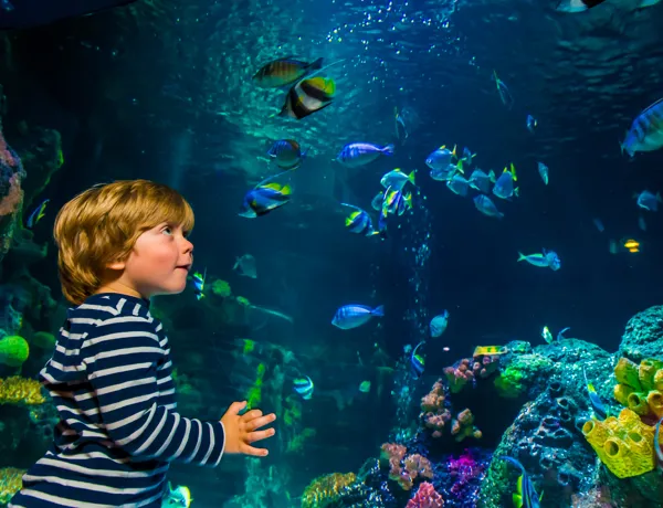 Aquarium