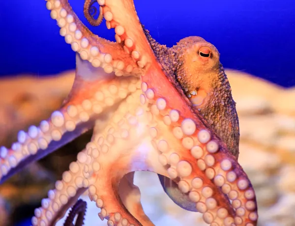 Reservierung SEA LIFE Vorverkauf