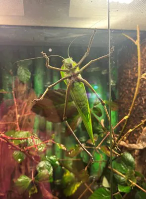 Riesenblattschrecke (2)