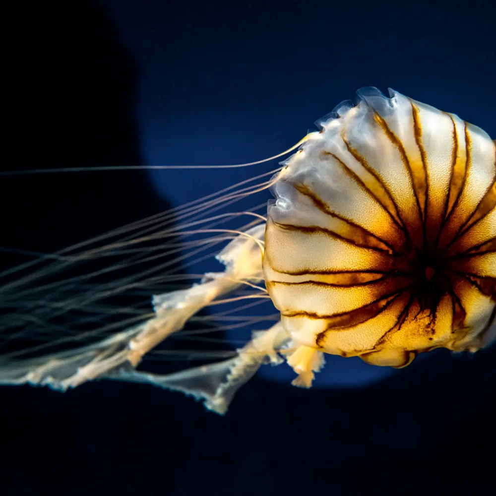 Compass jellyfish SEA LIFE Munich