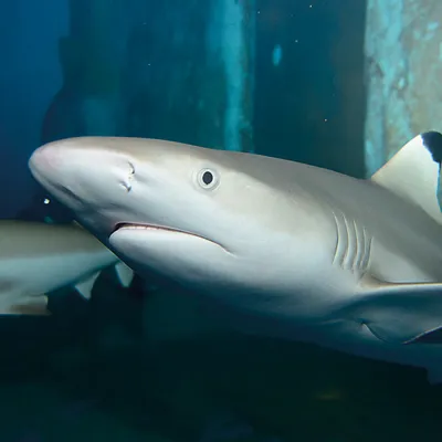 Schwarzspitzenriffhai im SEA LIFE München