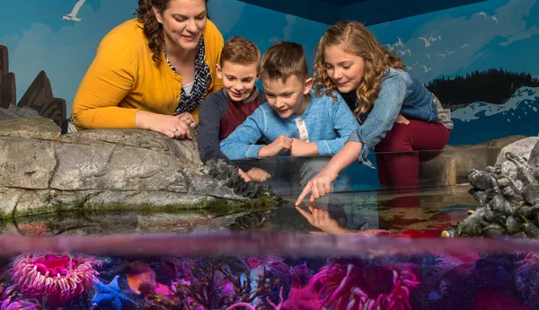 Touchpool 7 5 | SEA LIFE Aquarium