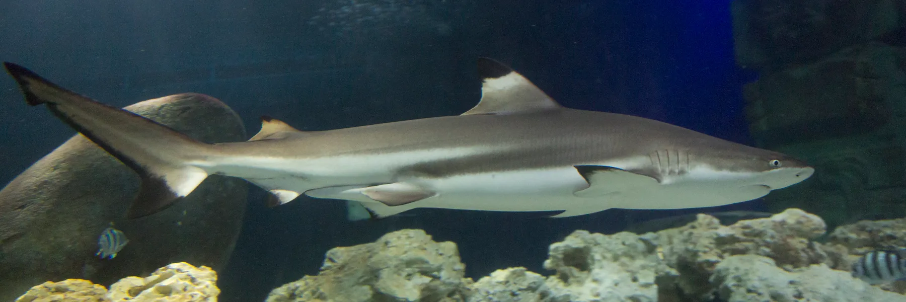 Reef Shark 3 To 1