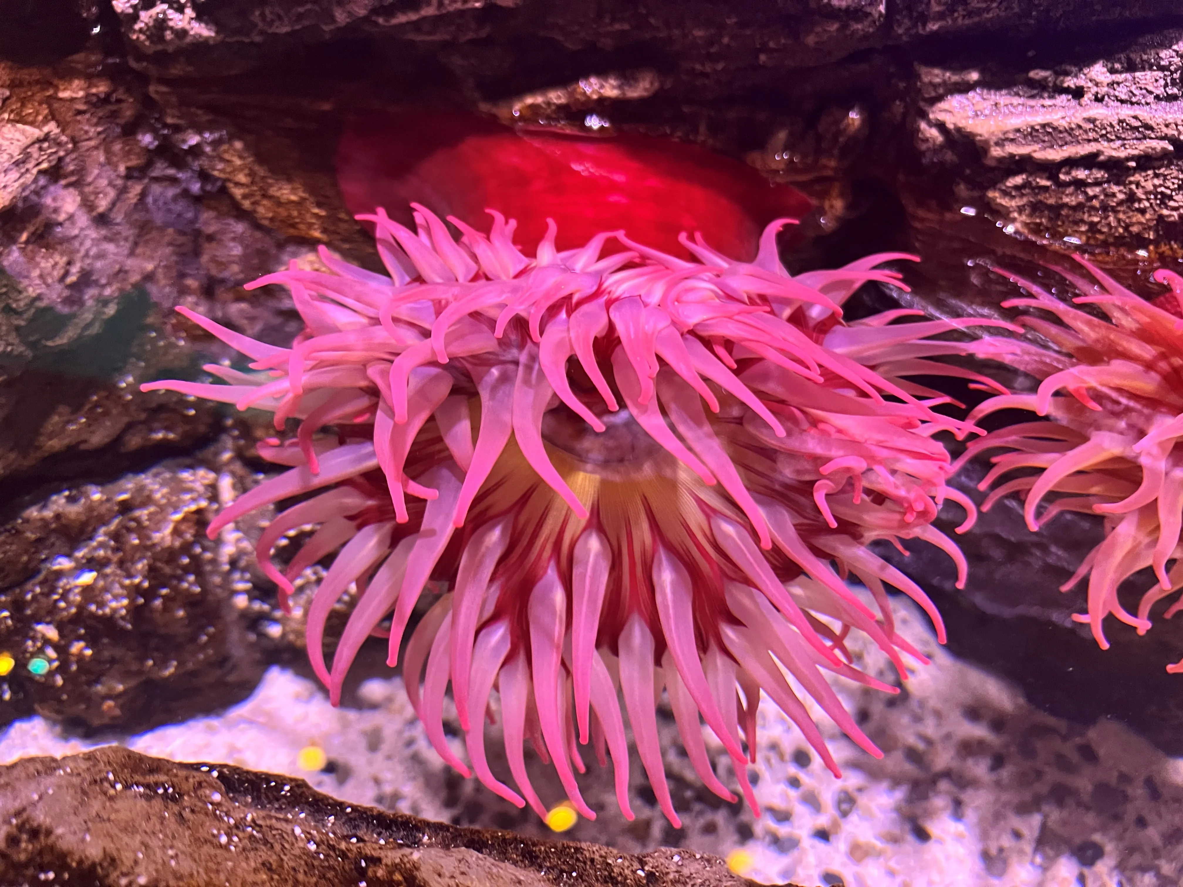 Anemone1