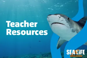 Teacher Resources Web Tile