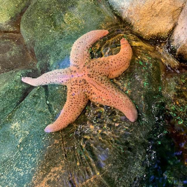 Giant Pink Sea Star | SEA LIFE Aquarium