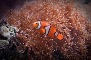 Clownfish at SEA LIFE Michigan Aquarium