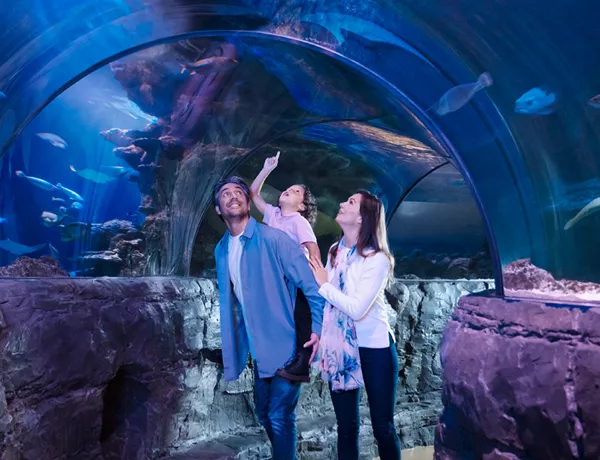 Uddybe bekæmpe Centimeter SEA LIFE Aquarium New Jersey | Now Open at American Dream