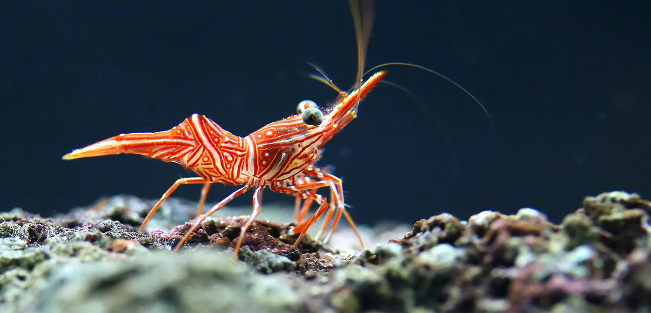 Shrimp | SEA LIFE Aquarium