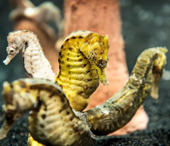 Seahorses at SEA LIFE | SEA LIFE Aquarium