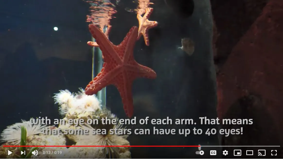 Sea Star Video Tile