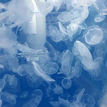 Moon Jellies At Sea Life | SEA LIFE Aquarium