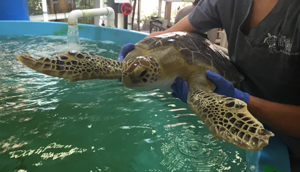 Turtle Rehabilitation Center And Benson | SEA LIFE Michigan Aquarium