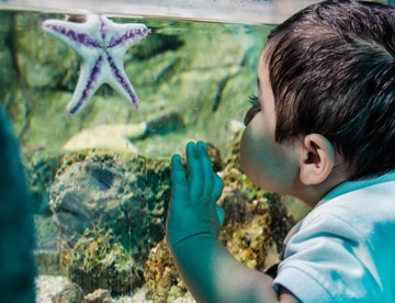 Meet The Creature | SEA LIFE Aquarium