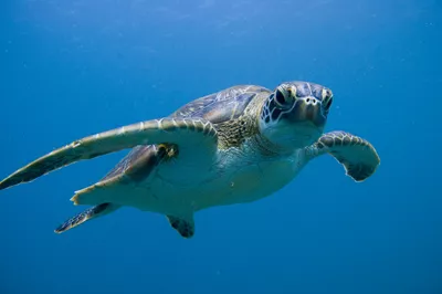 Green Sea Turtle Header | SEA LIFE Aquarium