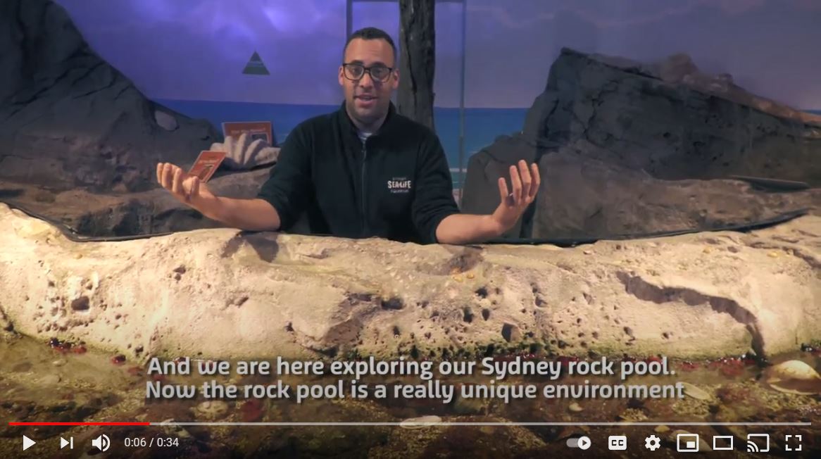 Rockpool Fun Fact Video Tile