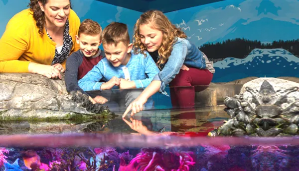 Touchpool | SEA LIFE Aquarium