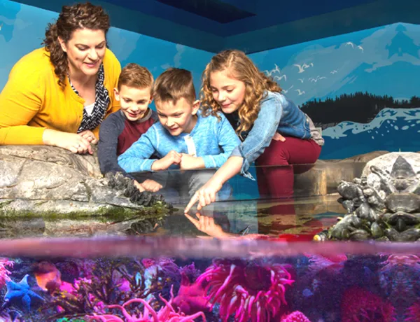Touchpool | SEA LIFE Aquarium