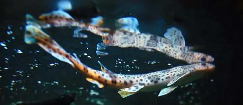 Katzenhai im SEA LIFE