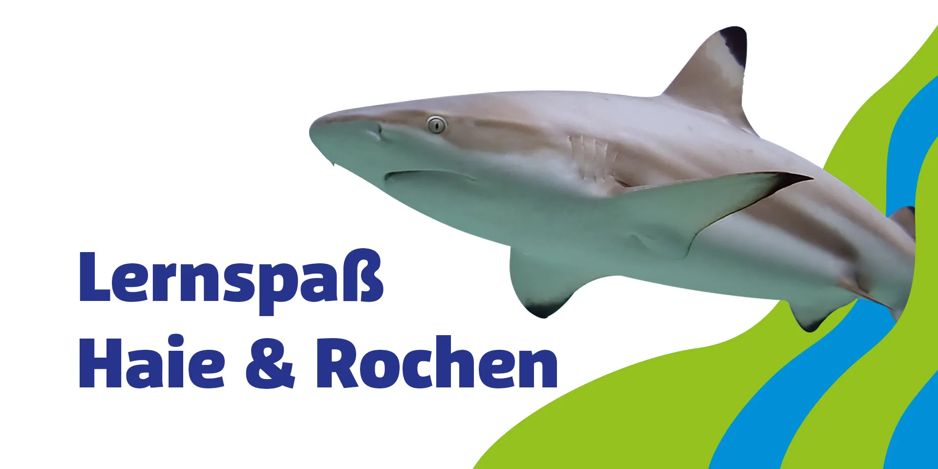 Sl 1920X960px Schule Lernspass Haie Rochen
