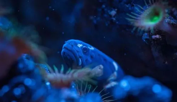 In the SEA LIFE there are most diverse creatures to discover