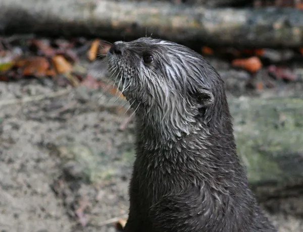 Otter (3)