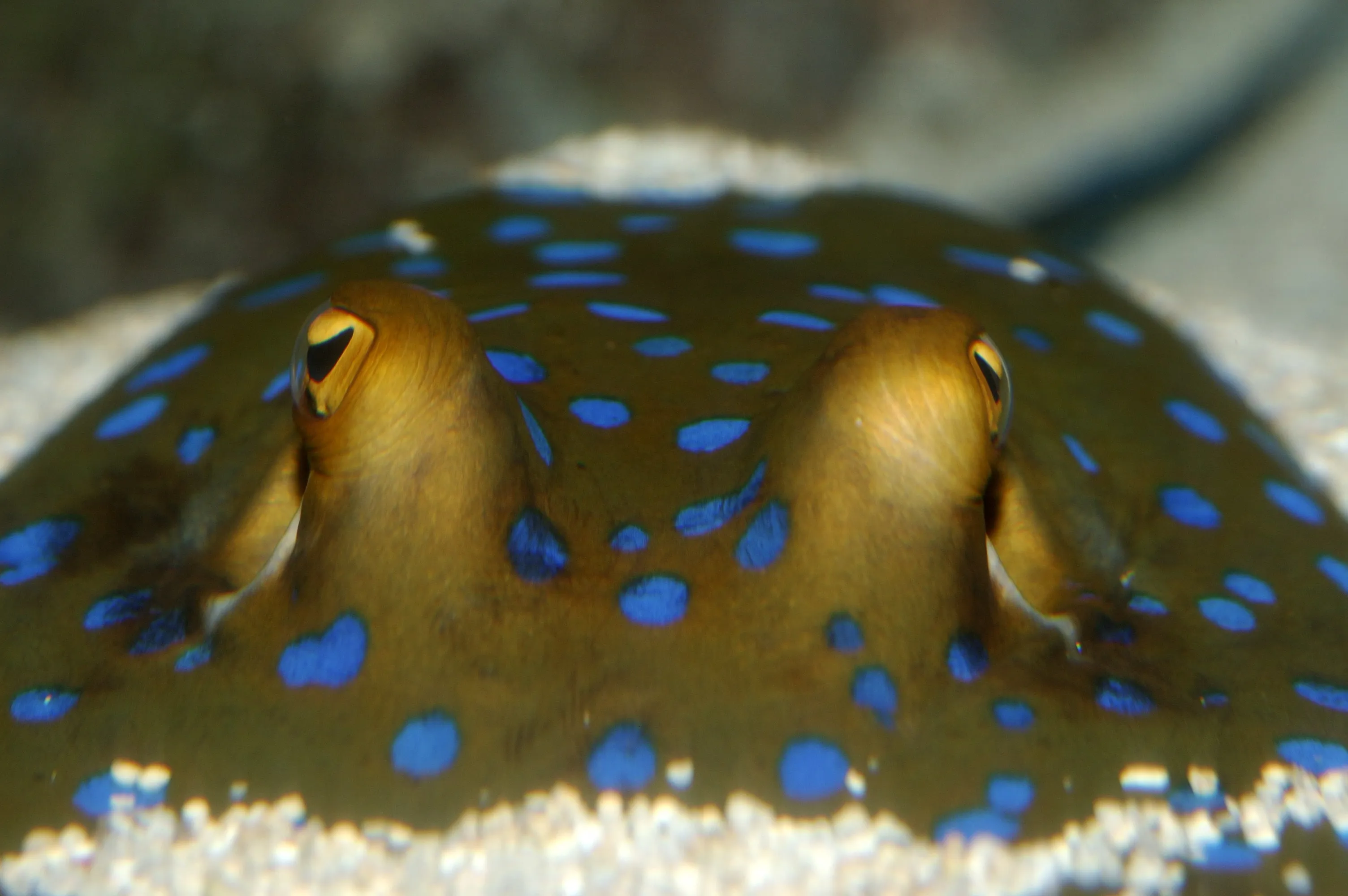 8801 Bluespotted Ribbontail Ray Taeniura Lymma Min