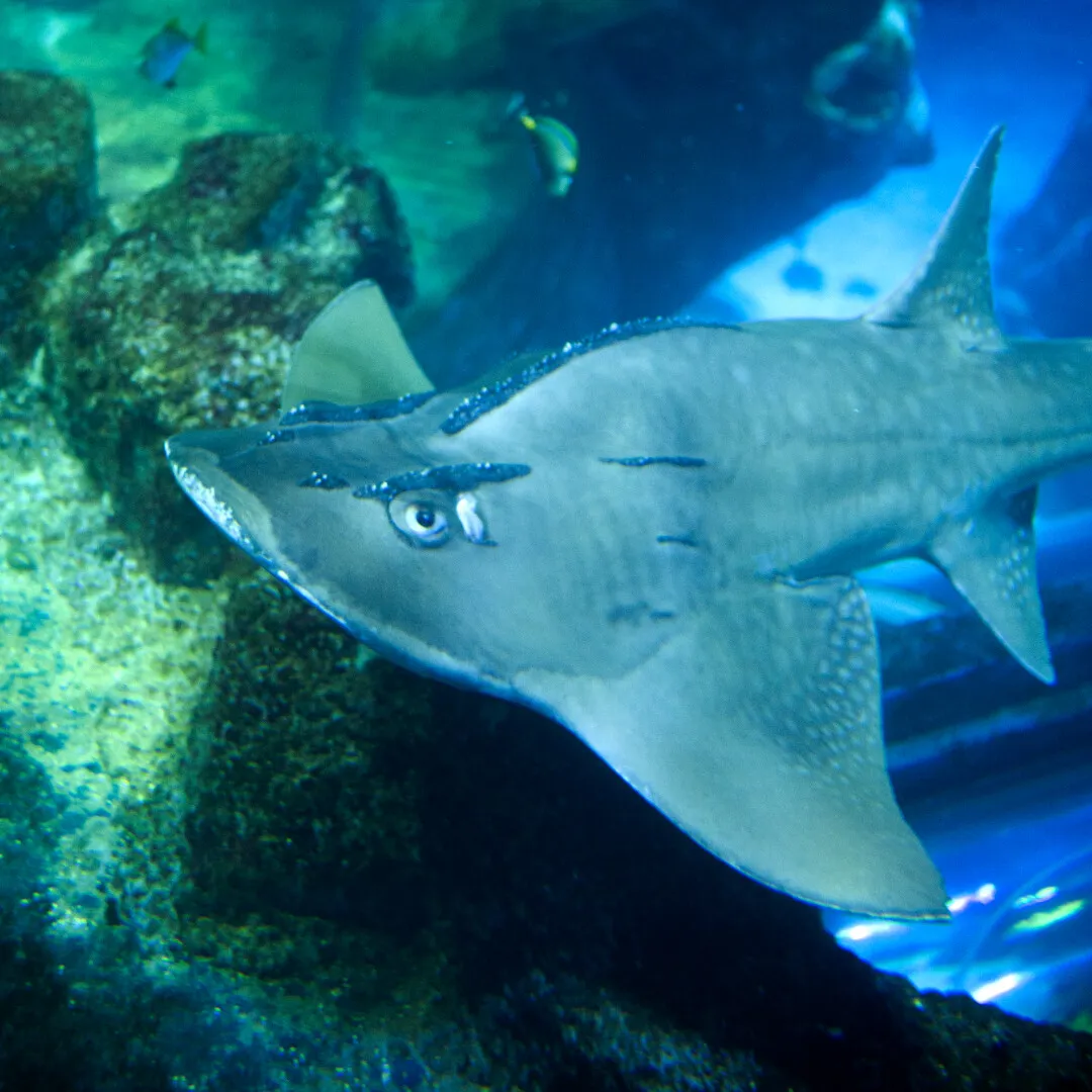 SEA LIFE Oberhausen Rundkopfgeigenrochen