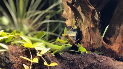 Grosser Madagaskar Taggecko