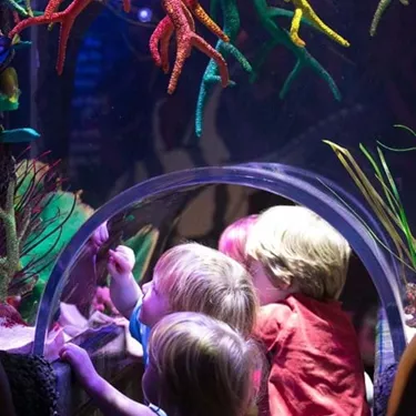 Viele der Aquarien im SEA LIFE sind auf Kinderhöhe - damit die Kleinen den besten Blick haben