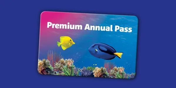 Accesso 1920X960px SL Premium EN