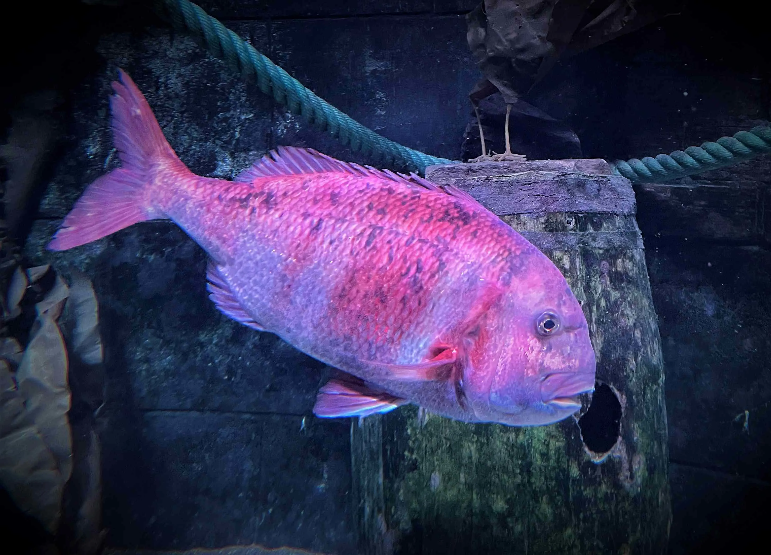 Rotbandbrasse im SEA LIFE Oberhausen