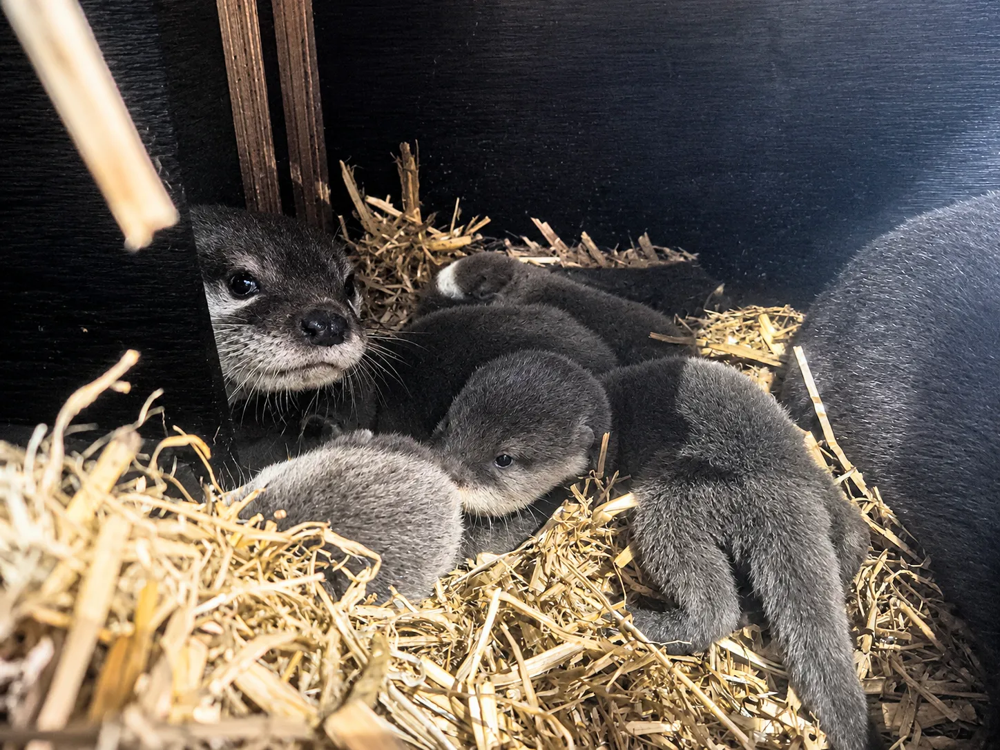 Otterbabies schlafen