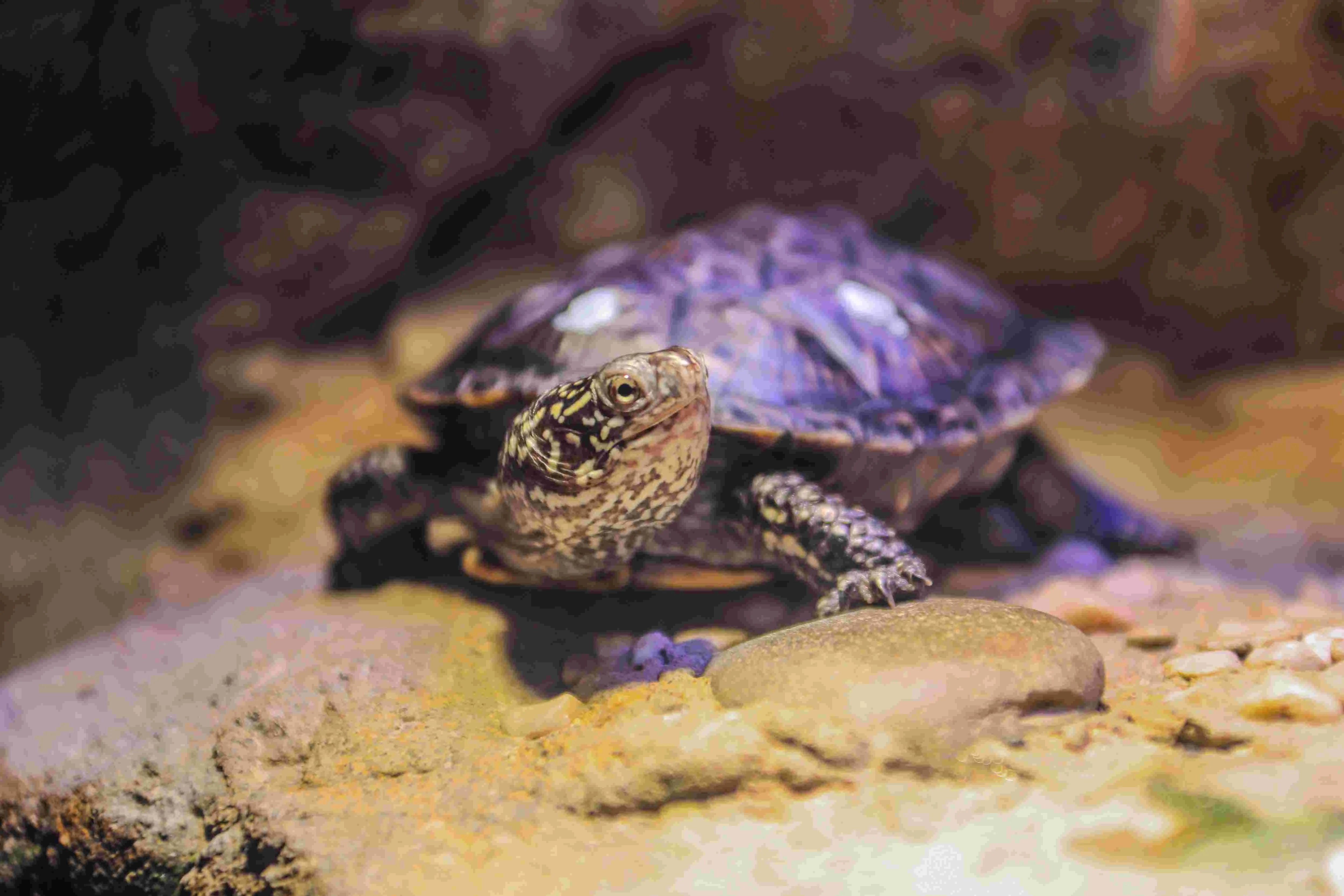 Europäische Sumpfschildkröte im SEA LIFE Oberhausen