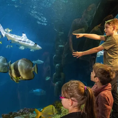 Sealife Speyer 1241 Small