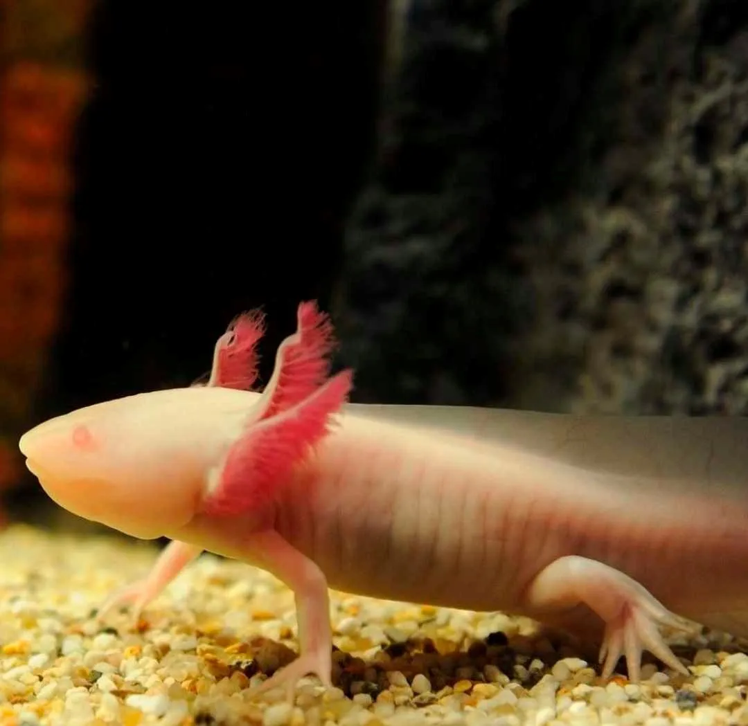 Axolotl