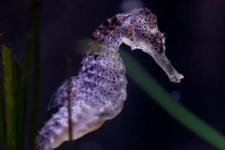 Sealife Seepferdchen