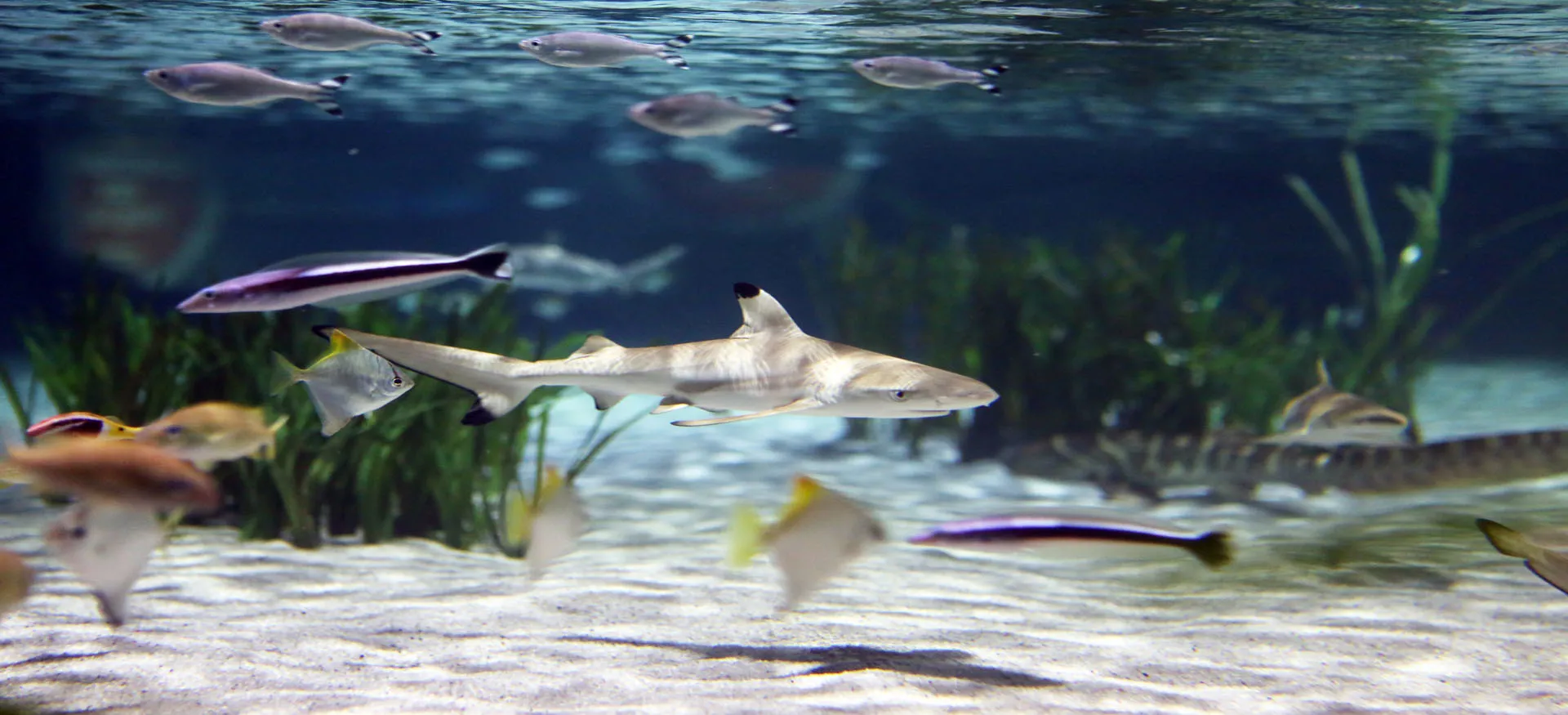 Sea Life Oberhausen Groesste Haiaufzucht In Deutschland