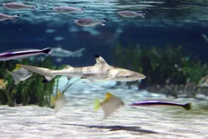 Sea Life Oberhausen Groesste Haiaufzucht In Deutschland