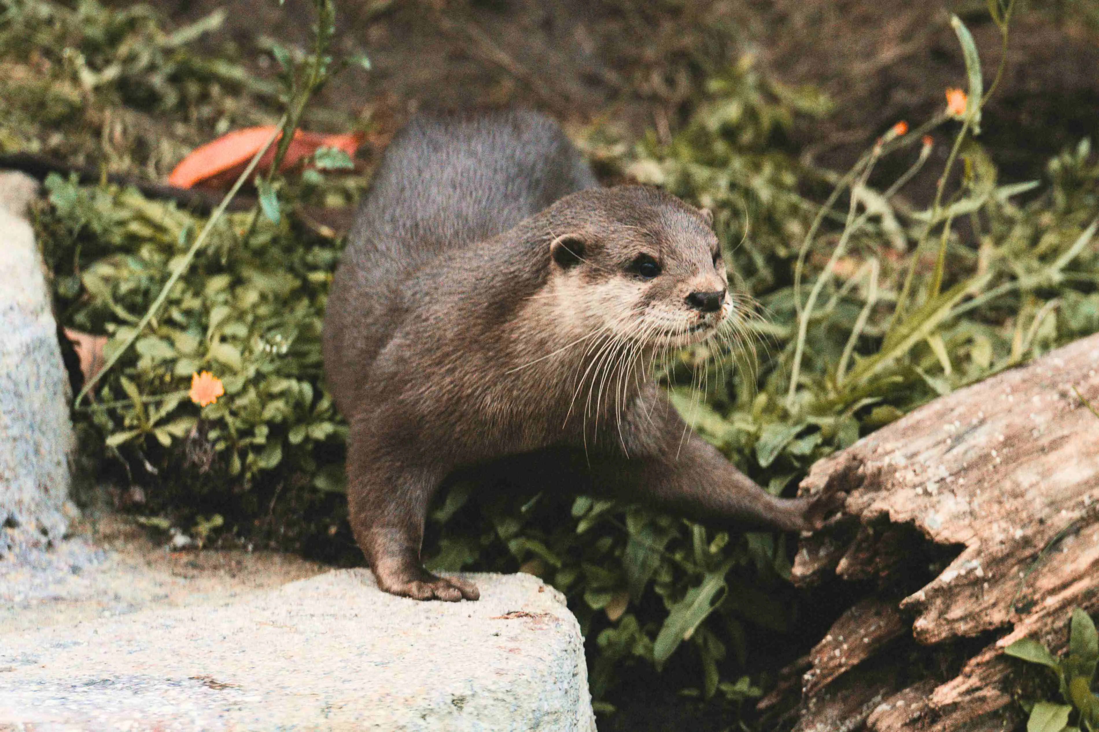 SEA LIFE Oberhausen Otter Zoe