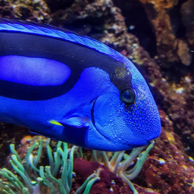 Paletten-Doktorfisch im SEA LIFE Oberhausen