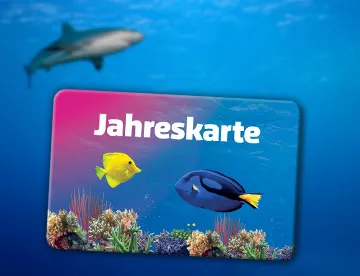 Accesso 360X276px SL NEUTRAL